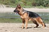BERGER ALLEMAND 680
